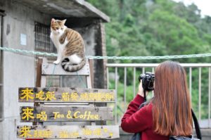 台湾でもネコは人気らしい